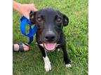 Adopt Ryder a Labrador Retriever