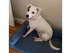 Adopt Huey a Pit Bull Terrier