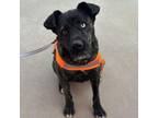 Adopt Lux a Cane Corso, Great Dane