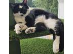 Adopt Reptar a Domestic Short Hair