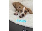 Adopt Finley a Beagle, Terrier