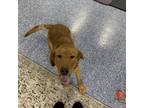 Adopt Solaris (Sol) a Chocolate Labrador Retriever, Golden Retriever