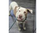 Adopt Murphy a Pit Bull Terrier, Mixed Breed