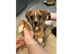 Adopt Odie a Australian Shepherd, Pug