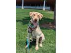 Adopt Hashbrown a Labrador Retriever
