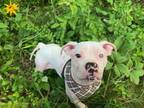 Adopt Rollins a American Staffordshire Terrier