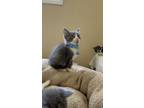 Adopt Bottle Rock (festival litter) a Russian Blue, Domestic Short Hair
