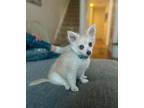 Adopt Austin [G&G litter] a Papillon