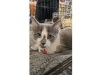 Adopt Hardly Strictly Bluegrass (festival litter) a Russian Blue