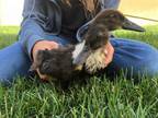 Adopt Jin / Joon a Duck