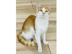 Adopt Alex a Domestic Short Hair