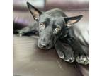 Adopt Adam a German Shepherd Dog, Australian Cattle Dog / Blue Heeler