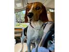 Adopt Nathan a Beagle
