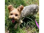 Adopt Teddy (aka Sushi) a Yorkshire Terrier