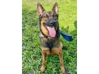 Adopt Flynn a German Shepherd Dog