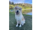 Adopt Dante a Wheaten Terrier, Husky