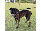 Adopt [phone removed] "Hank-Z-Tank" a Mastiff, Cane Corso