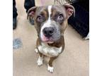 Adopt [phone removed] "Dymo" a Pit Bull Terrier