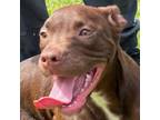 Adopt Pigeon a Mixed Breed