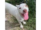 Adopt Dove a Mixed Breed