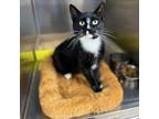 Adopt Oatmeal a Domestic Short Hair