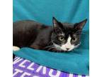 Adopt Socks a Domestic Short Hair