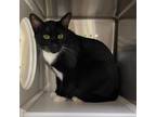 Adopt Whiskers a Domestic Short Hair