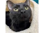 Adopt J.J. a Domestic Short Hair