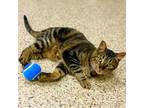 Adopt Taz a Domestic Short Hair