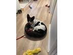Adopt Goose a Australian Cattle Dog / Blue Heeler, Shepherd
