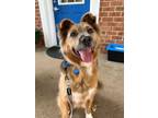 Adopt Todd a Golden Retriever, Shepherd