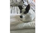 Adopt Jack a Jack Russell Terrier