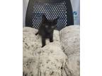 Adopt Lysol a Domestic Short Hair