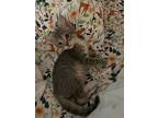 Adopt Brussel Sprout a Domestic Short Hair