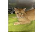 Adopt Creamsicle a Domestic Short Hair