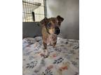 Adopt Sheldon a Mixed Breed
