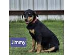 Adopt Jimmy a Black Labrador Retriever