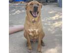 Adopt Hank a Mixed Breed