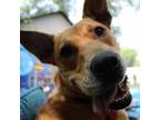Adopt Redford a Black Mouth Cur, Mixed Breed