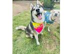 Adopt Dieter a Husky