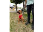 Adopt Cinnamon a Vizsla, Beagle