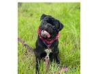 Adopt Coal a Pug