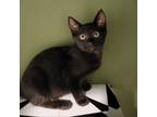 Adopt Newman a Domestic Short Hair