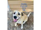 Adopt Duckie a Labrador Retriever, Black Mouth Cur
