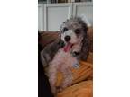 Adopt Jasper a Miniature Poodle, Mixed Breed