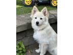 Adopt Edward a Husky, Pomeranian