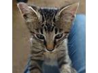 Adopt Maurice a Domestic Short Hair