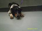 Adopt Duke a Australian Cattle Dog / Blue Heeler