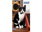 Adopt Rocky a American Shorthair
