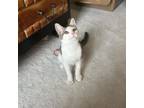 Adopt Shadow a Domestic Short Hair